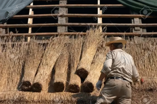 Natural Thatch - Image 3